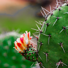 Load image into Gallery viewer, Cactus Flower | Classic Jar
